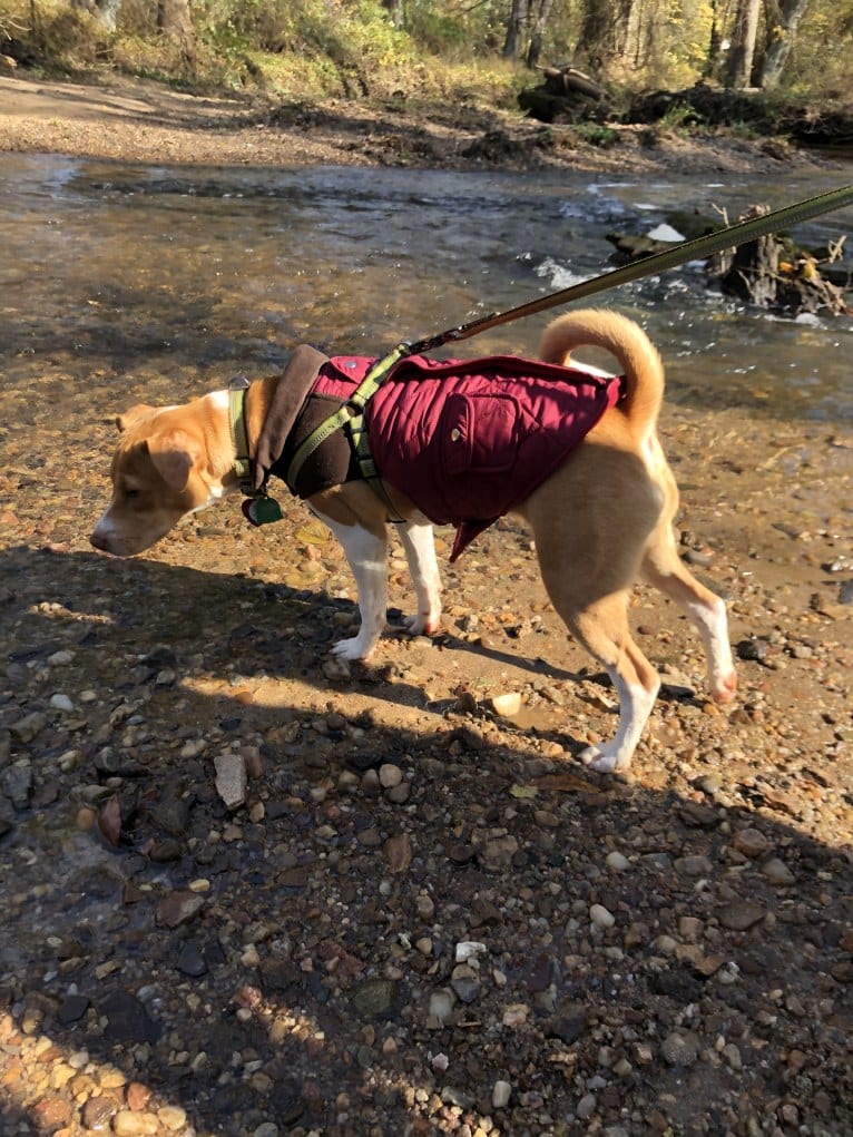 Georgia, a Russell-type Terrier and Chinese Shar-Pei mix tested with EmbarkVet.com