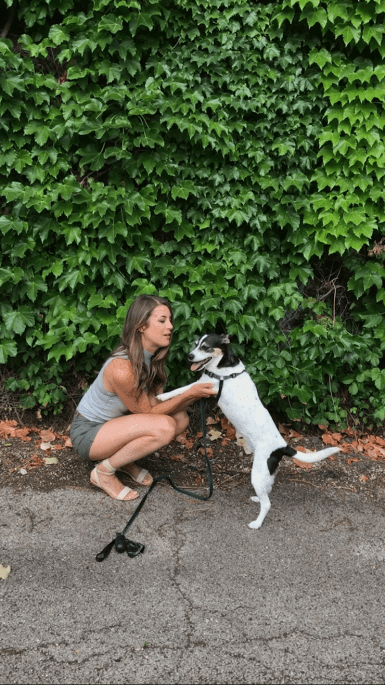 June, a Chihuahua and Rat Terrier mix tested with EmbarkVet.com