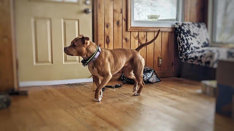 Bella, an American Bully tested with EmbarkVet.com