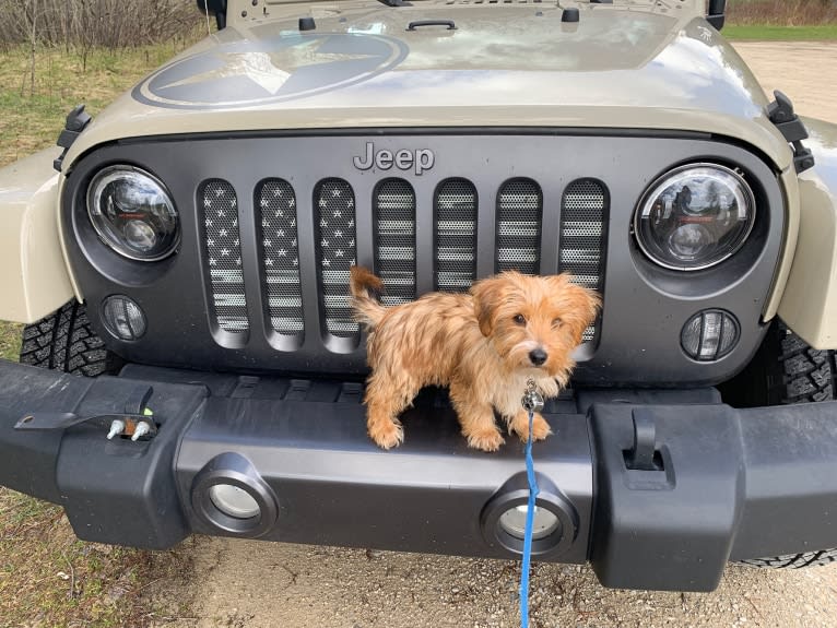 Winslow, a Yorkshire Terrier and Dachshund mix tested with EmbarkVet.com