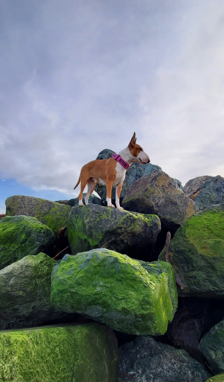 Valkyrie, a Bull Terrier tested with EmbarkVet.com
