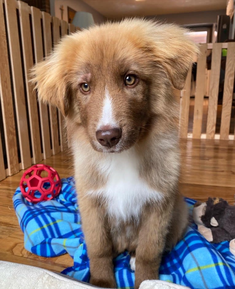 Summit, a Border Collie and Great Pyrenees mix tested with EmbarkVet.com