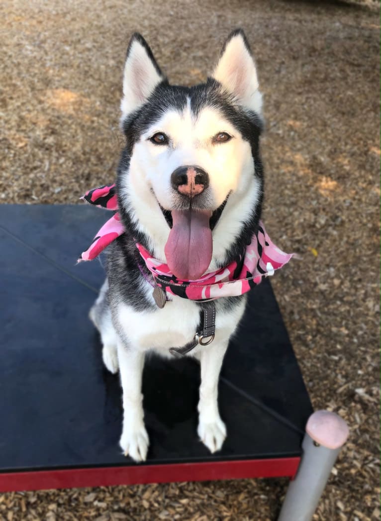 Aspen, a Siberian Husky tested with EmbarkVet.com