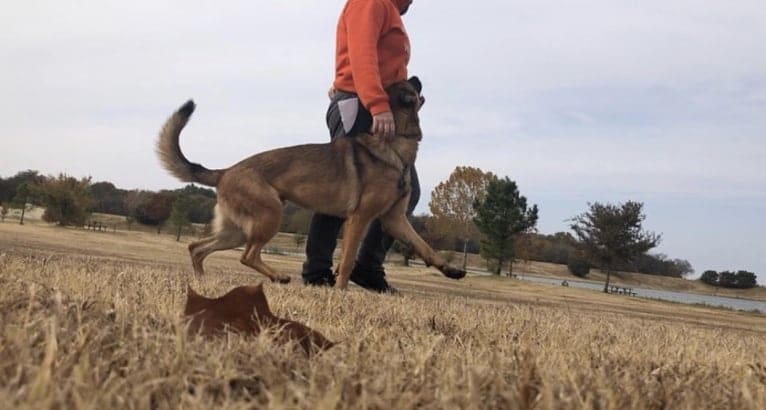 KHs His Reign Has Just Begun “Kaiser” TKE DS HDS, a German Shepherd Dog and Dutch Shepherd mix tested with EmbarkVet.com