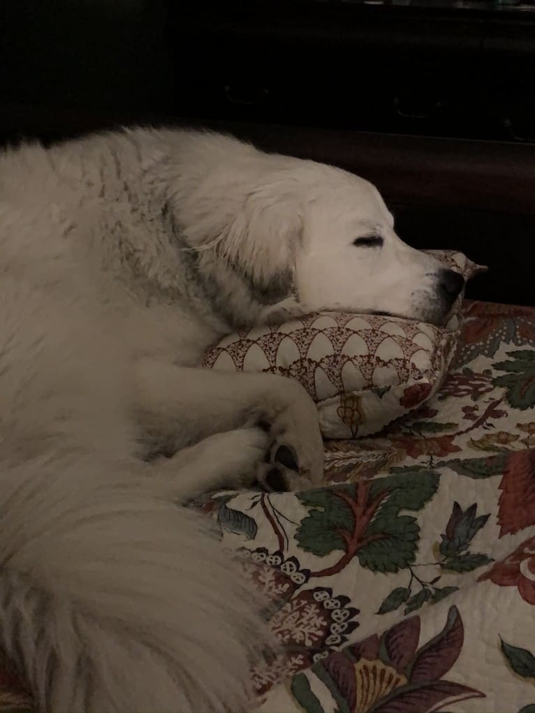 Rose, a Great Pyrenees tested with EmbarkVet.com