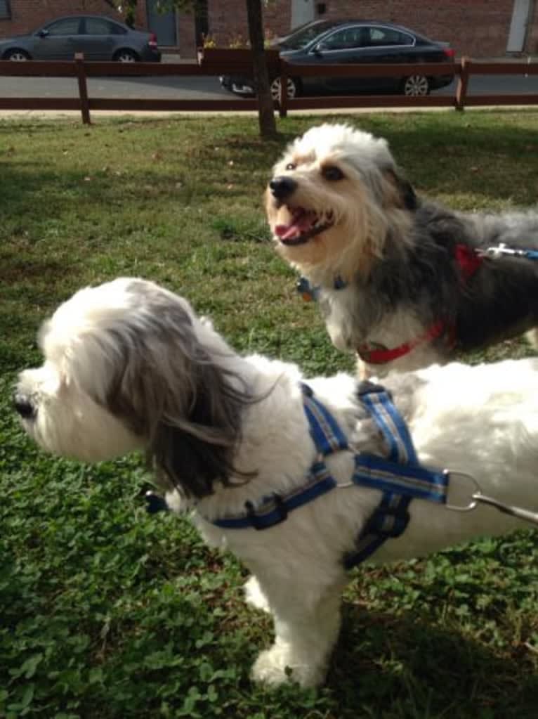 Frodo, a Chihuahua and Maltese mix tested with EmbarkVet.com