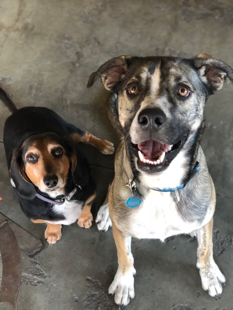 Pepper Ann, an American Bulldog and Siberian Husky mix tested with EmbarkVet.com