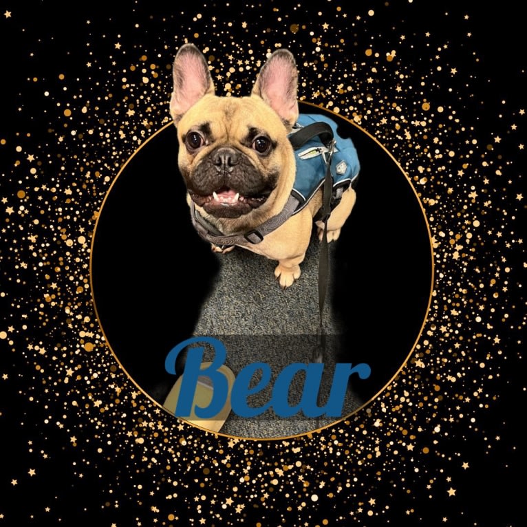 Bear, a French Bulldog and Bulldog mix tested with EmbarkVet.com