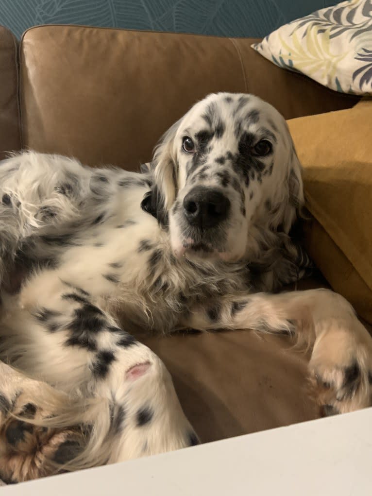 Merlin, a Llewellin Setter and English Setter mix tested with EmbarkVet.com