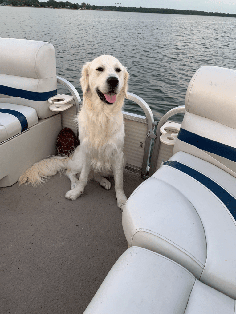 Hudson Gene Dement, a Golden Retriever tested with EmbarkVet.com