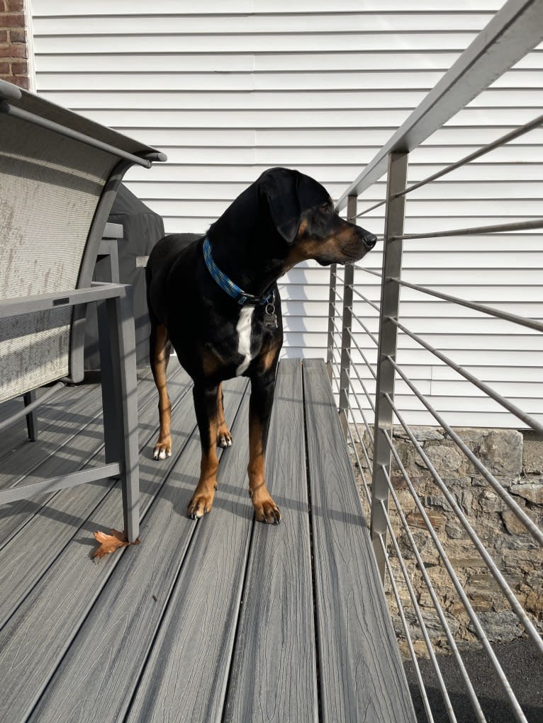 Andy, a Treeing Walker Coonhound and Redbone Coonhound mix tested with EmbarkVet.com