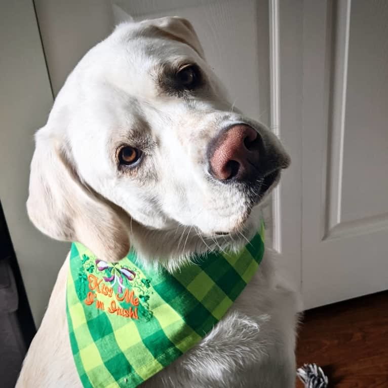 Jack Frost, a Great Pyrenees and Labrador Retriever mix tested with EmbarkVet.com