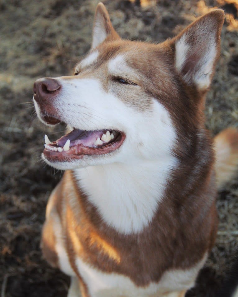 Asha, a Siberian Husky and German Shepherd Dog mix tested with EmbarkVet.com