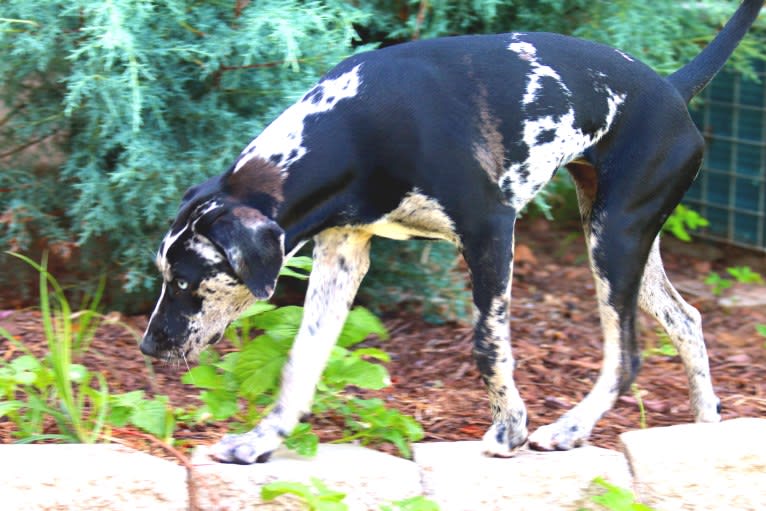 Delphine, a Catahoula Leopard Dog tested with EmbarkVet.com