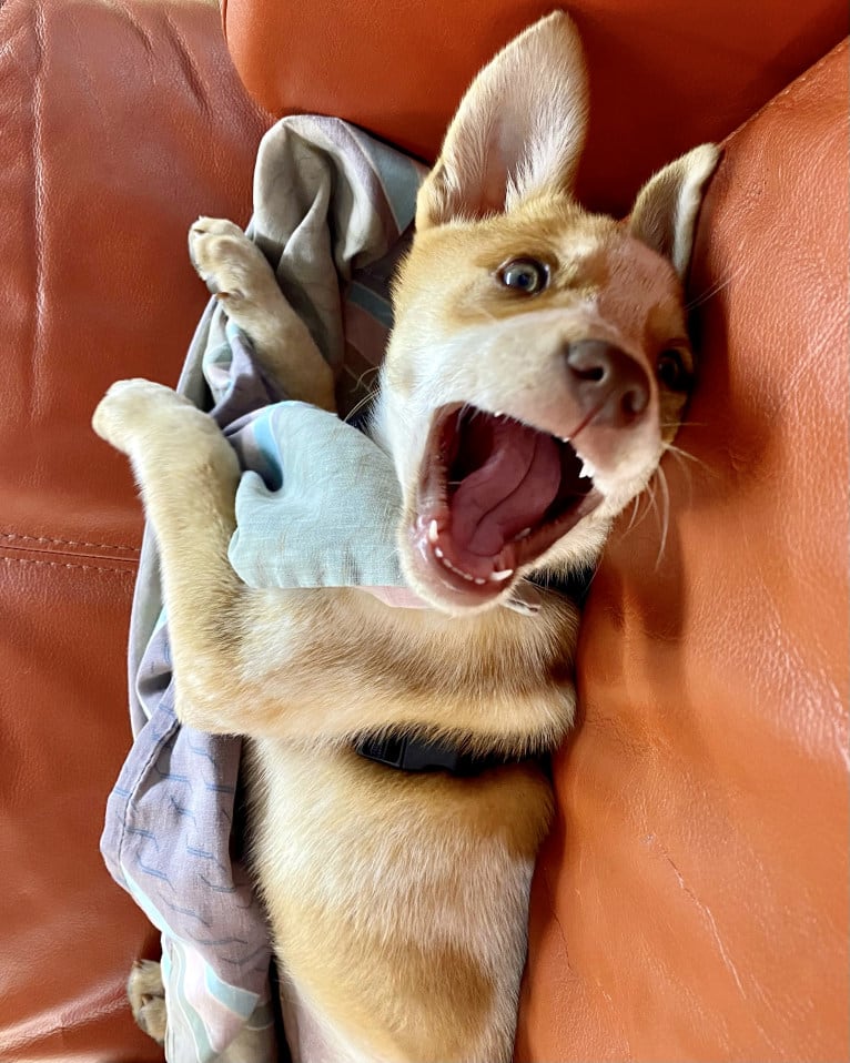 Lou, an Australian Cattle Dog and Australian Shepherd mix tested with EmbarkVet.com