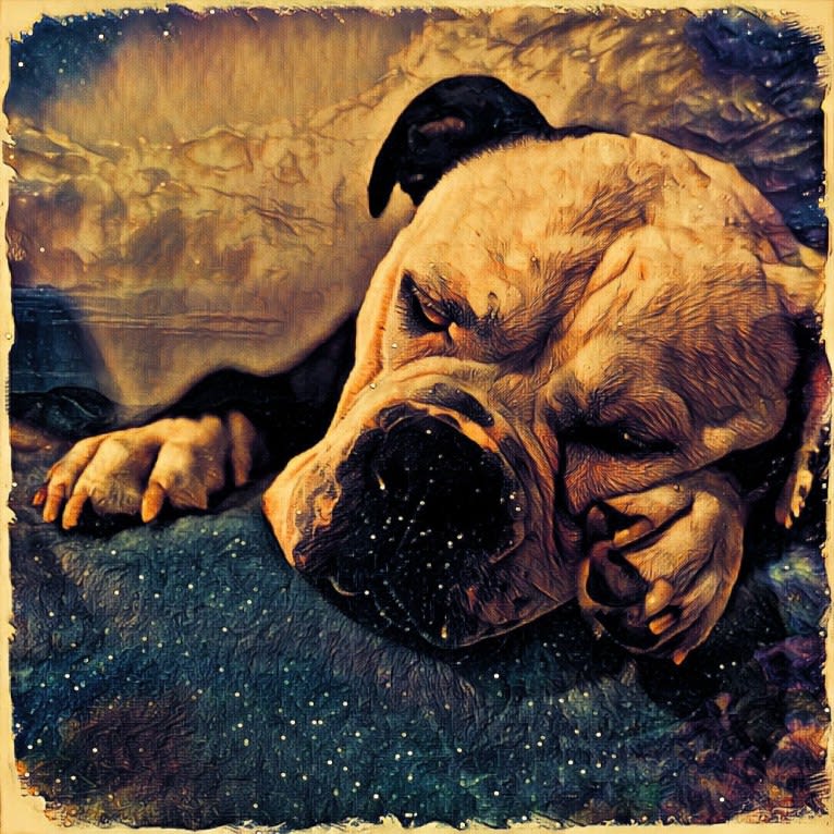 Monster or Deuce, an American Bulldog tested with EmbarkVet.com