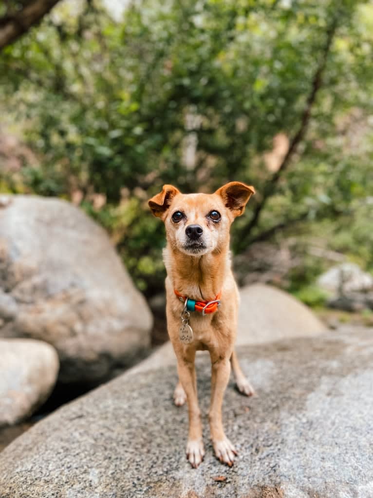 Rocky, a Chihuahua and Miniature Pinscher mix tested with EmbarkVet.com