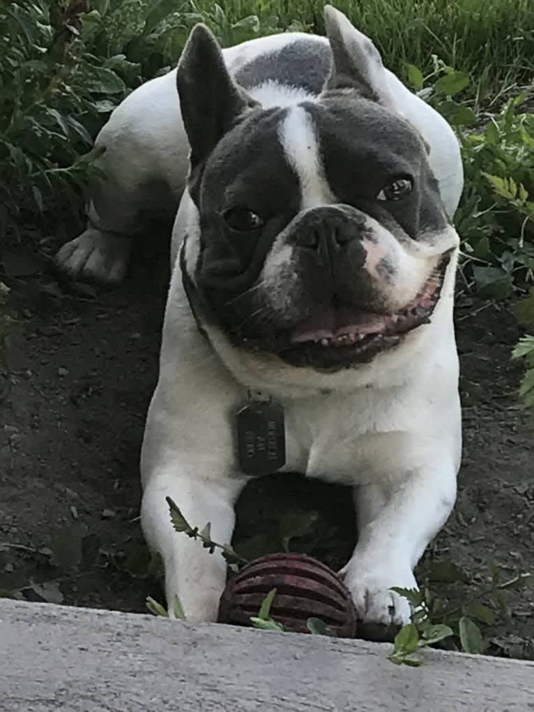 Mordecai Von Bruno, a French Bulldog tested with EmbarkVet.com