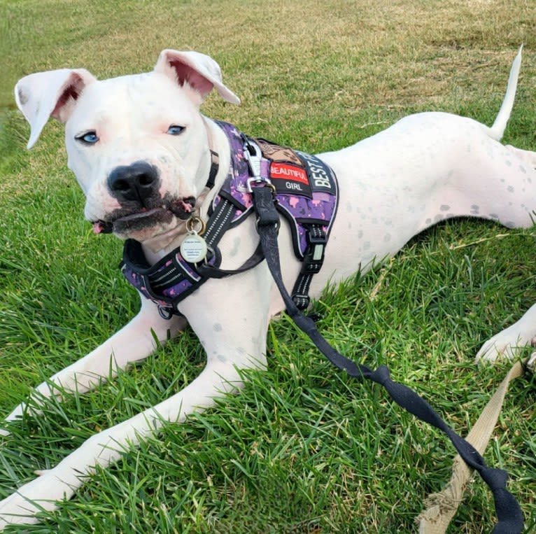 Princess peach store dog collar