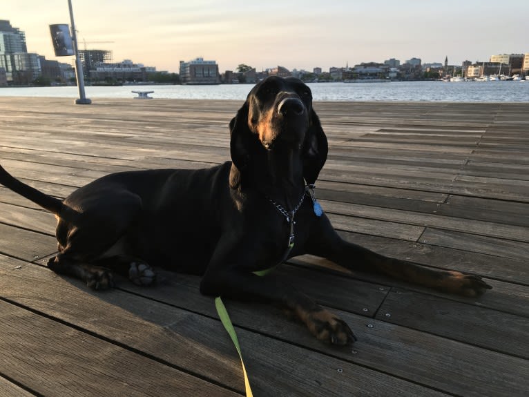 Roxy, a Black and Tan Coonhound tested with EmbarkVet.com