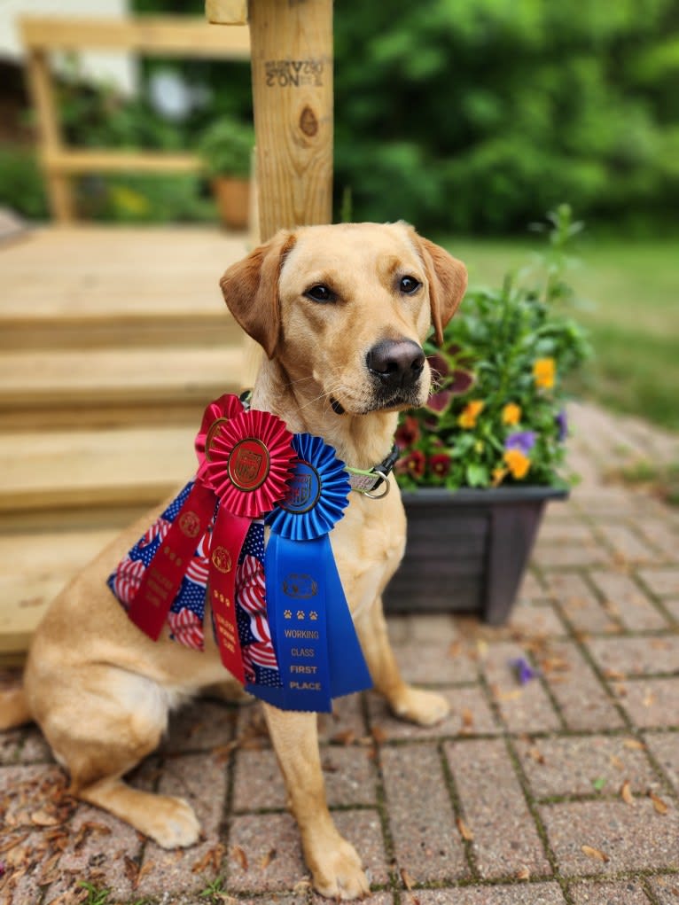 Cricket, a Labrador Retriever tested with EmbarkVet.com