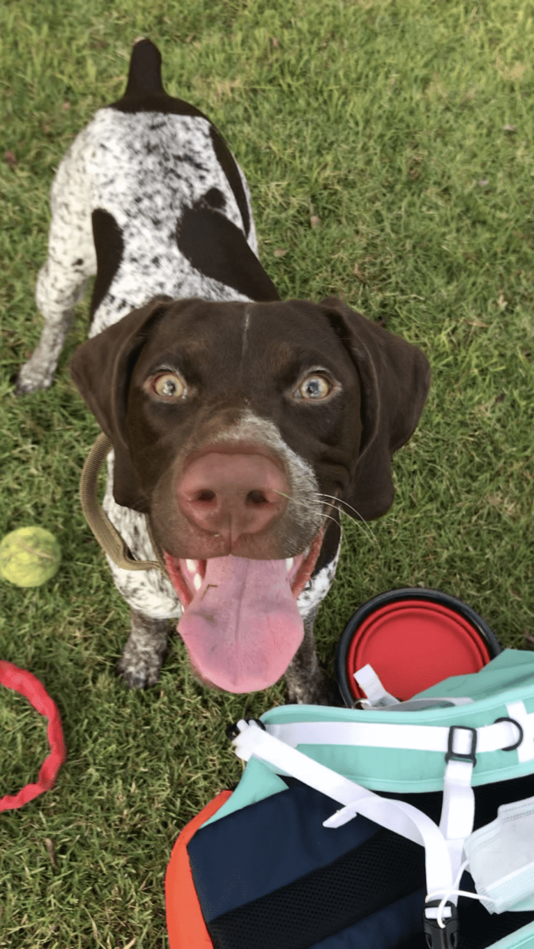 Marcela, a German Shorthaired Pointer tested with EmbarkVet.com