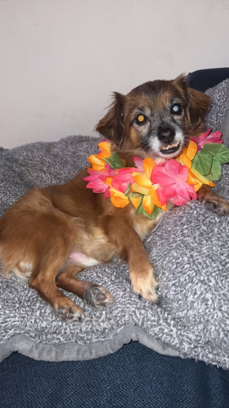 Spencer, a Chihuahua and Poodle (Small) mix tested with EmbarkVet.com