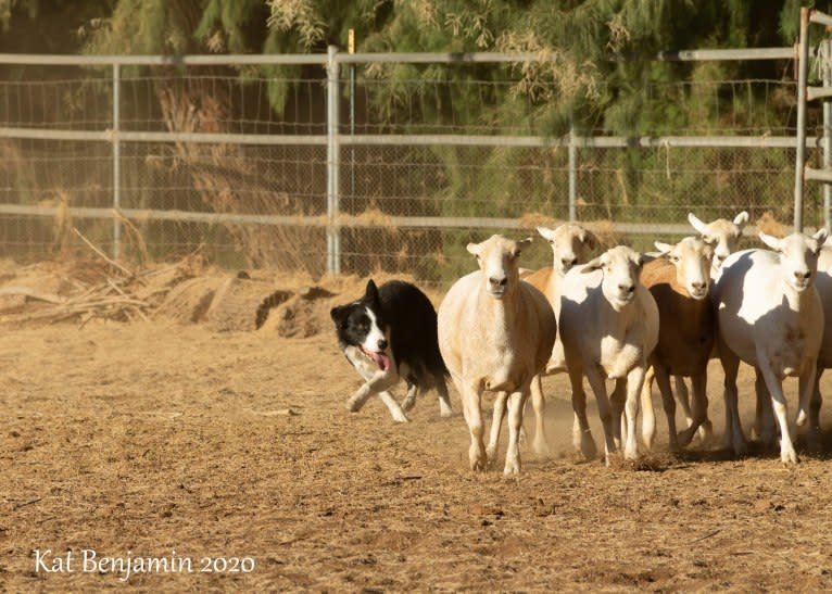 Skippity Doo Dah, a Border Collie tested with EmbarkVet.com