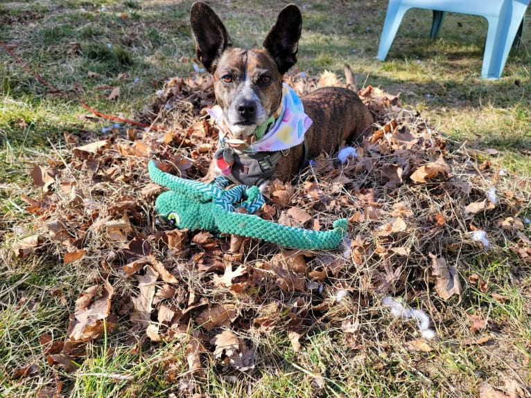 Rosie, a Boston Terrier and Basset Hound mix tested with EmbarkVet.com