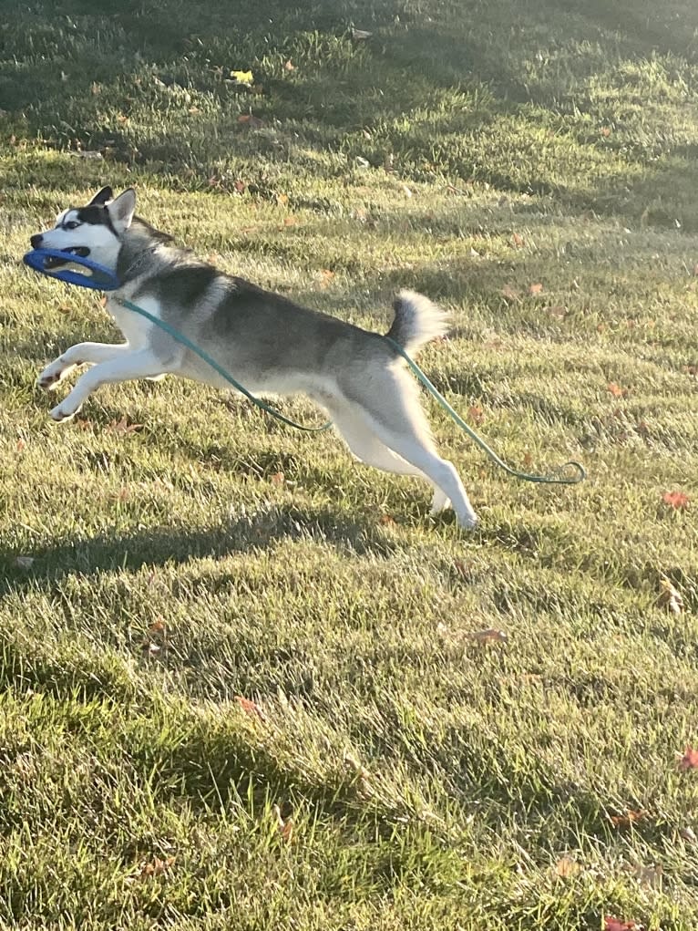 Storm, a Siberian Husky and American Pit Bull Terrier mix tested with EmbarkVet.com