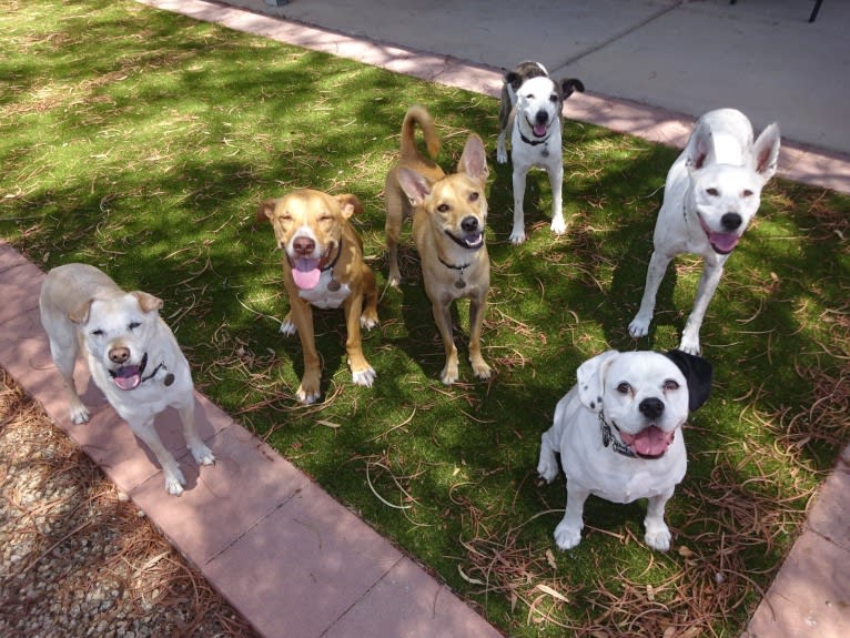 Bean, a Chow Chow and Chihuahua mix tested with EmbarkVet.com