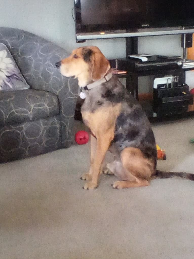 Boudreaux, an American Leopard Hound tested with EmbarkVet.com