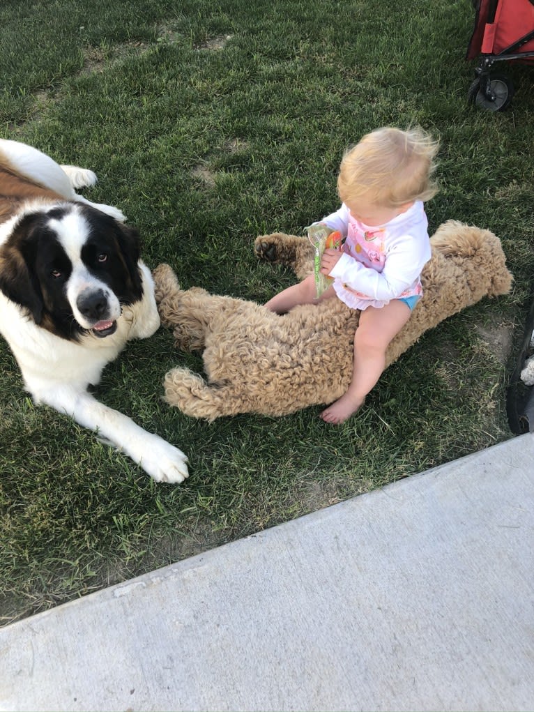 Sadie, a Saint Bernard tested with EmbarkVet.com