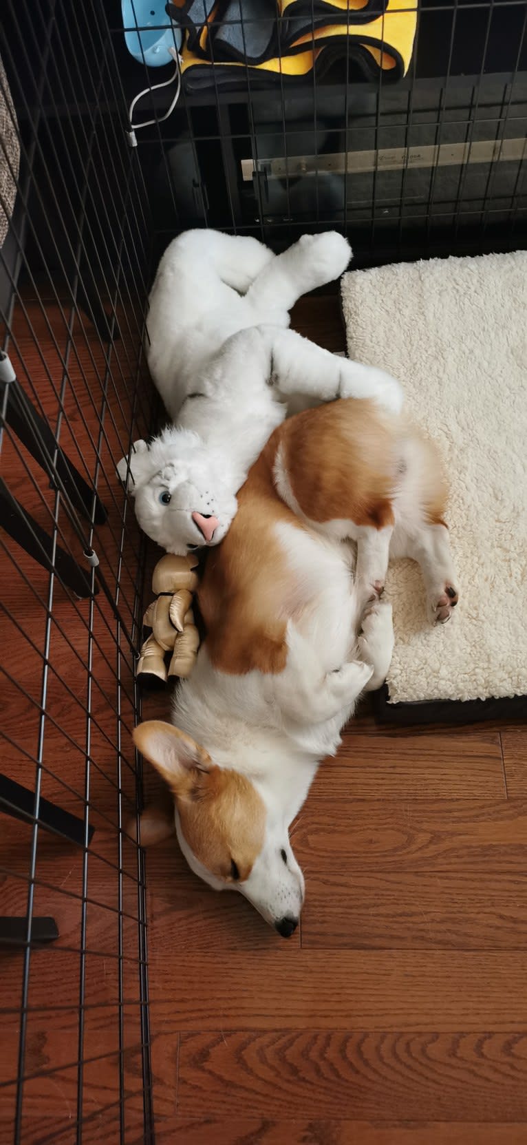 Adam, a Pembroke Welsh Corgi tested with EmbarkVet.com