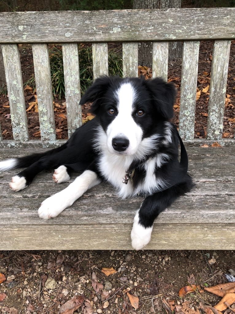 Angel, a Border Collie tested with EmbarkVet.com