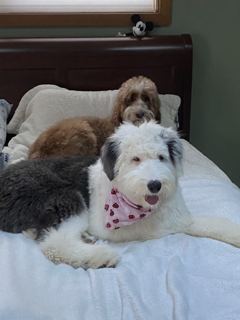 Londyn (Floria), an Old English Sheepdog tested with EmbarkVet.com