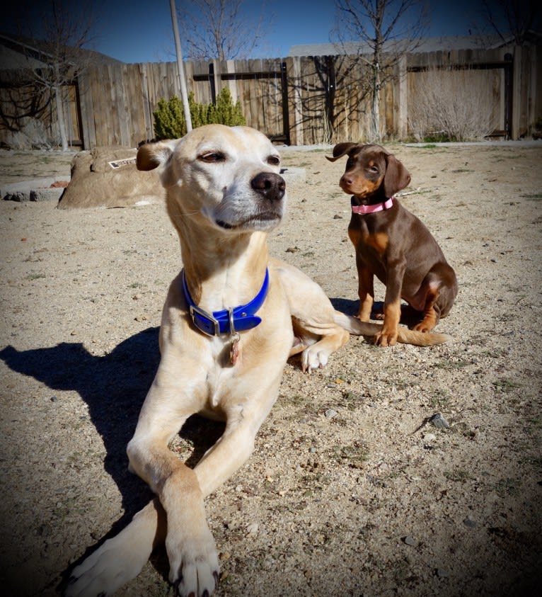 Luna, a Doberman Pinscher tested with EmbarkVet.com