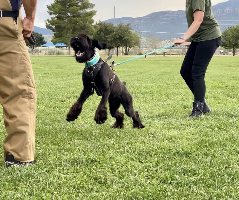 Light In The Dark “Reaper”, a Giant Schnauzer tested with EmbarkVet.com