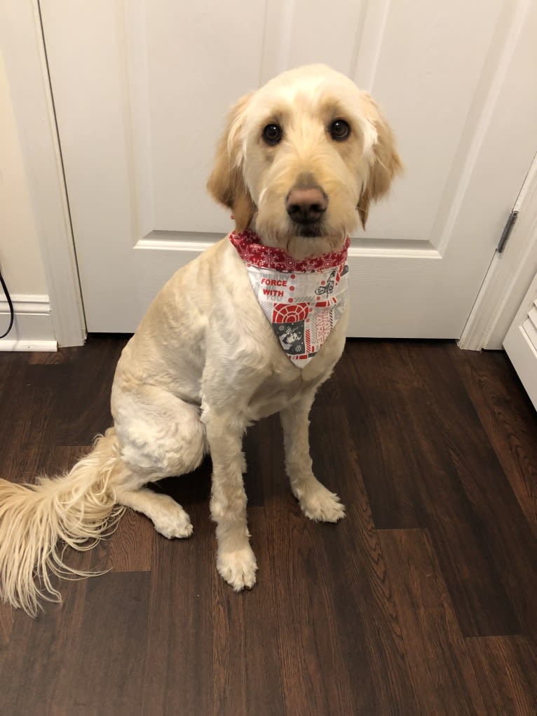 Sandy, a Goldendoodle tested with EmbarkVet.com