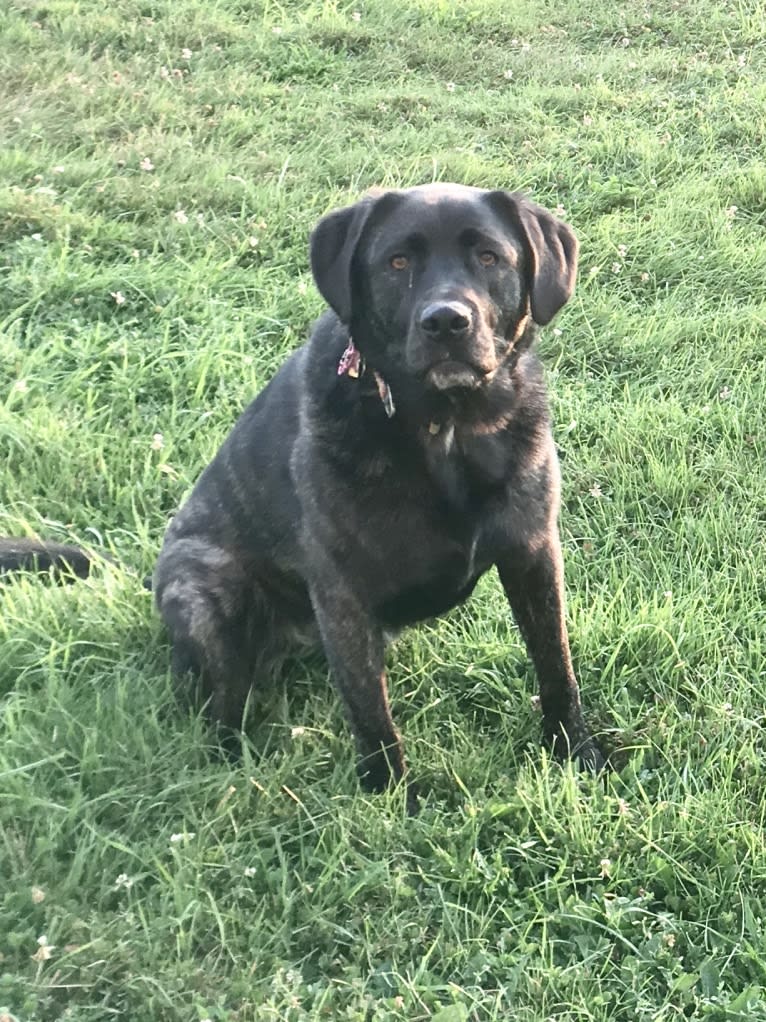 Ula, a Labrador Retriever and Saint Bernard mix tested with EmbarkVet.com