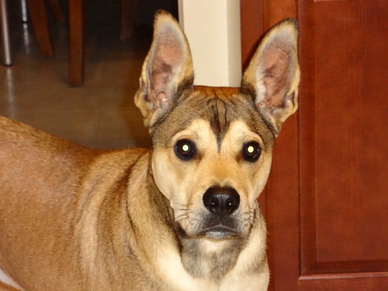 Walnut, a Bulldog and Boxer mix tested with EmbarkVet.com