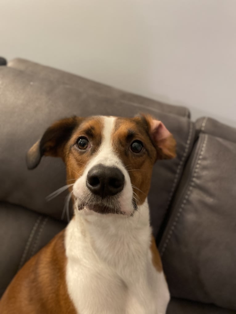 Ranger, a Boxer and Beagle mix tested with EmbarkVet.com