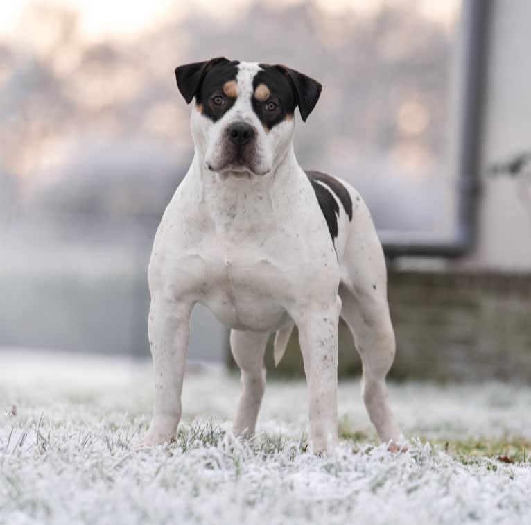 Roan, an American Bully tested with EmbarkVet.com