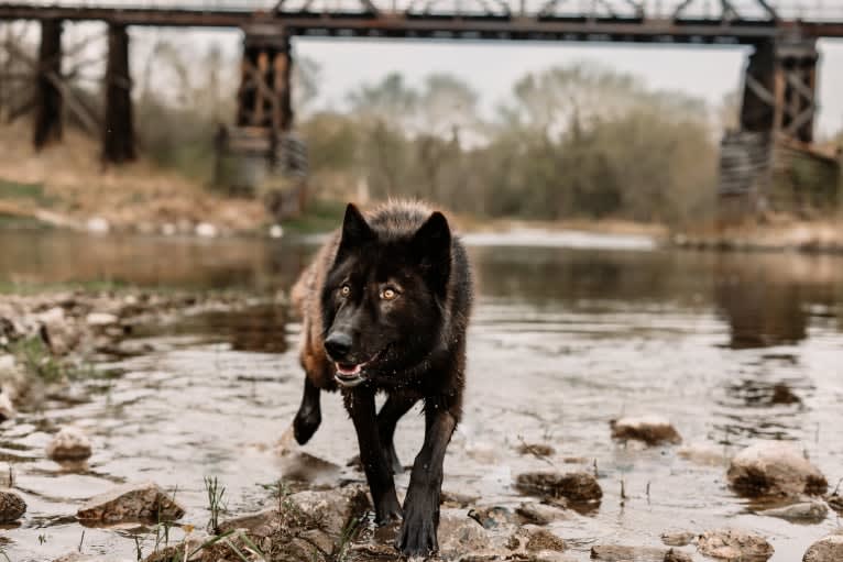 Rogue a dog tested with EmbarkVet.com