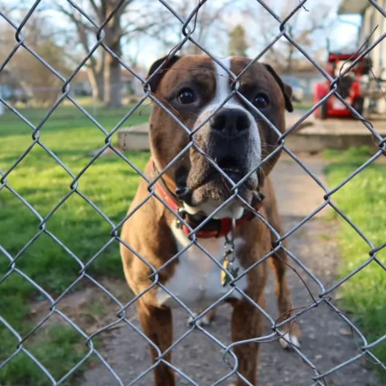 Loki, an American Pit Bull Terrier (4.7% unresolved) tested with EmbarkVet.com