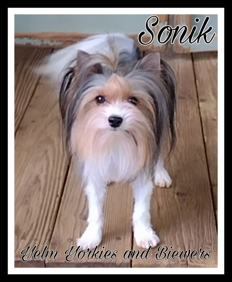 Sonik, a Biewer Terrier tested with EmbarkVet.com