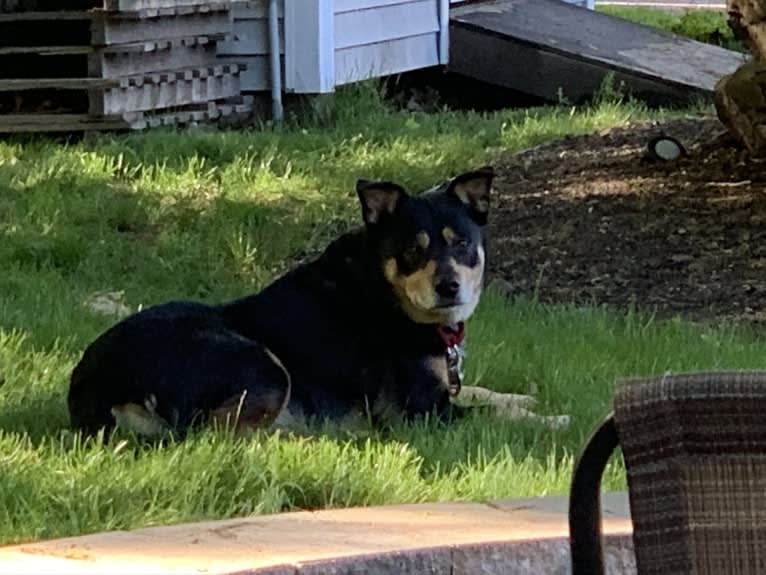 Cythera, an Australian Cattle Dog and American Pit Bull Terrier mix tested with EmbarkVet.com