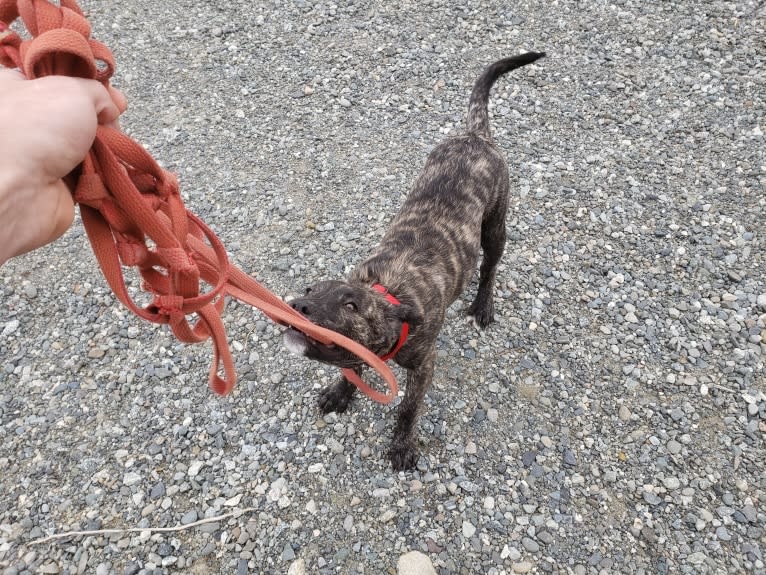 Newton, an American Bulldog and Labrador Retriever mix tested with EmbarkVet.com