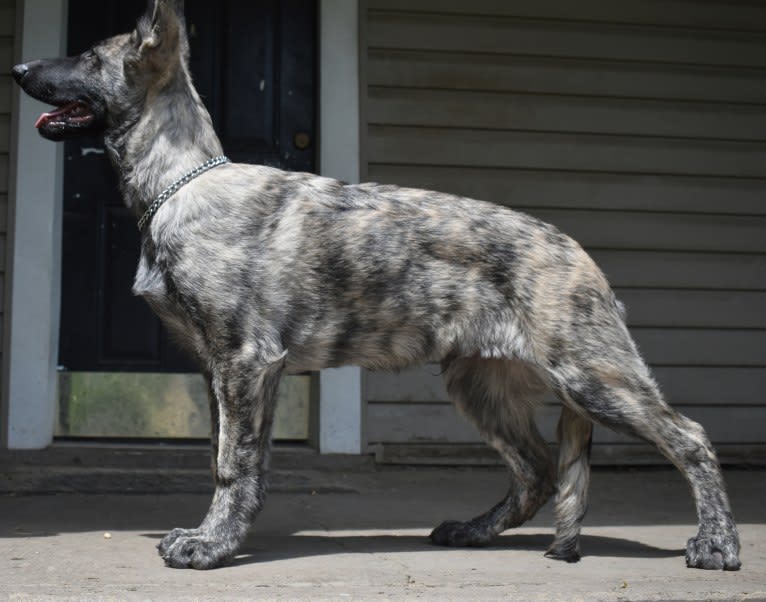 Vito, a German Shepherd Dog tested with EmbarkVet.com