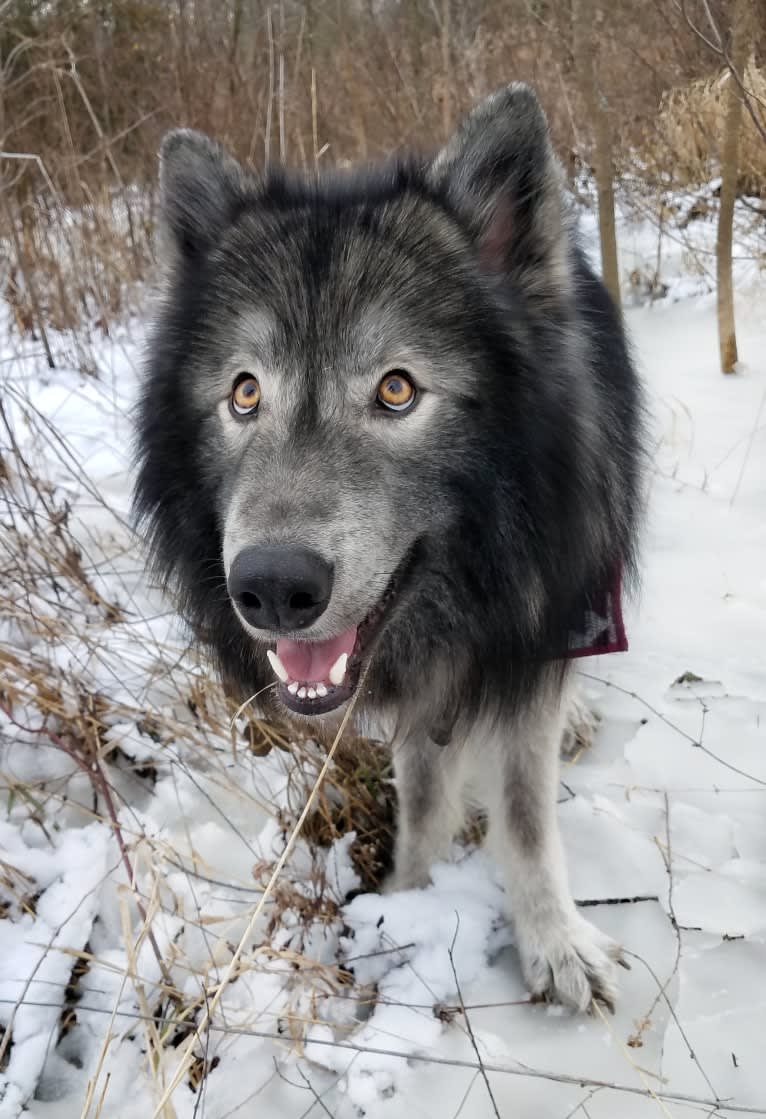 Timber a dog tested with EmbarkVet.com